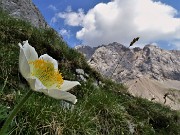 53 Pulsatilla alpina (Anemone alpino) con vista in Arera